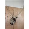 Image 2 : XXL 22-Point Double Shovel CARIBOU Shoulder Mount