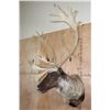 Image 3 : XXL 22-Point Double Shovel CARIBOU Shoulder Mount