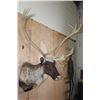 Image 4 : XXL 22-Point Double Shovel CARIBOU Shoulder Mount