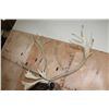 Image 8 : XXL 22-Point Double Shovel CARIBOU Shoulder Mount