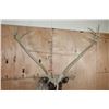 Image 9 : XXL 22-Point Double Shovel CARIBOU Shoulder Mount