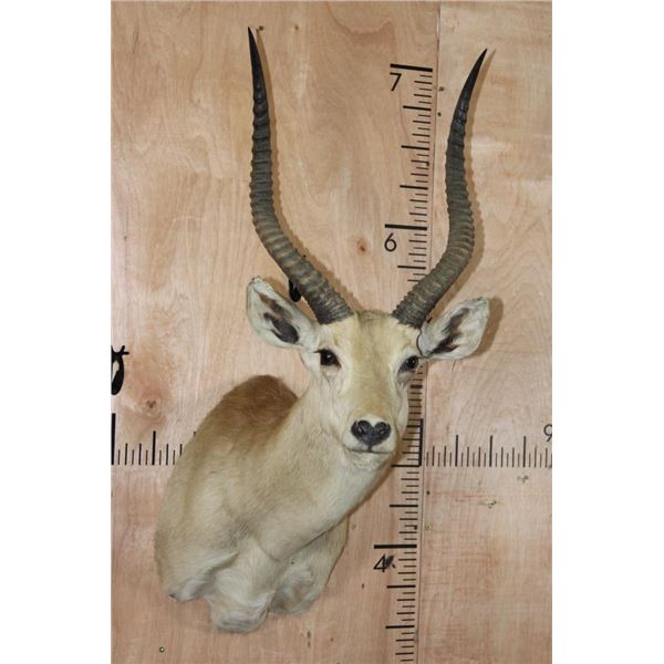 *TEXAS RESIDENTS ONLY* RED LECHWE Shoulder Mount