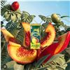 Image 1 : Perrier et Jus Lemon and Guava, 12 x 330 ml Cans