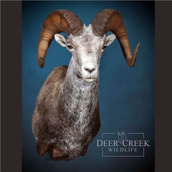 North American Wild Sheep Shoulder Mount or equivalent on other species