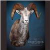 Image 1 : North American Wild Sheep Shoulder Mount or equivalent on other species