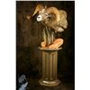 Image 3 : North American Wild Sheep Shoulder Mount or equivalent on other species