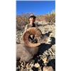 Image 2 : Alcampo 10 day Free Range Trophy Desert Bighorn Sheep Hunt in Sonora Mexico.