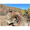Image 3 : Alcampo 10 day Free Range Trophy Desert Bighorn Sheep Hunt in Sonora Mexico.