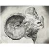 Image 2 : Elena Johnson Original Art 30x40 Framed Wild Sheep Art