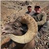 Image 2 : Wyoming Governor's 2026 Bighorn Sheep license