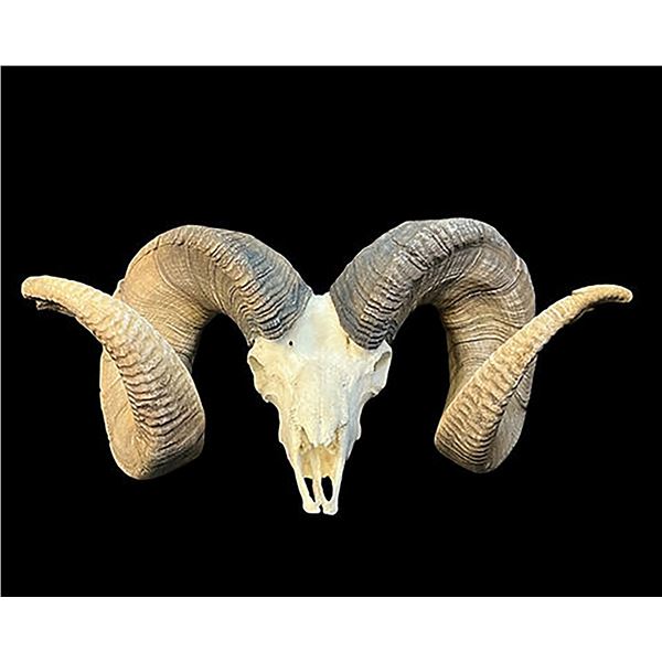 Creations In Antler Bighorn Sheep Replica