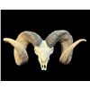 Image 1 : Creations In Antler Bighorn Sheep Replica