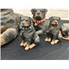 Image 3 : Lot of 5 Rottweiler Sandicast Figurines