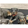Image 4 : Lot of 5 Rottweiler Sandicast Figurines