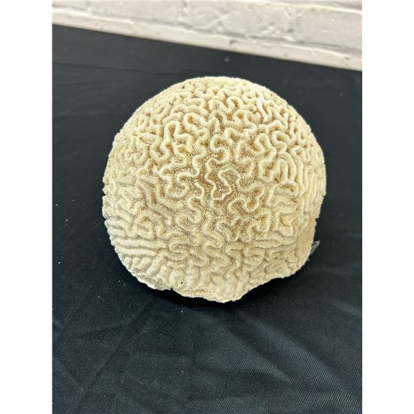 Brain Coral 7" diameter