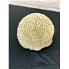 Image 1 : Brain Coral 7" diameter