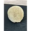 Image 2 : Brain Coral 7" diameter