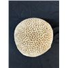 Image 3 : Brain Coral 7" diameter