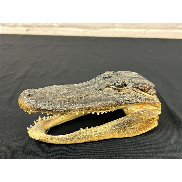 Taxidermy Alligator Head 6.5"