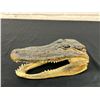 Image 1 : Taxidermy Alligator Head 6.5"