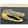 Image 3 : Taxidermy Alligator Head 6.5"
