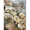 Image 3 : Container of Sea Shells