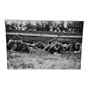 Unpublished Dutch Waffen SS Volunteer Legion - Avegoor Training Center 1943 Photograph