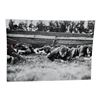 Unpublished Dutch Waffen SS Volunteer Legion - Avegoor Training Center 1943 Photograph