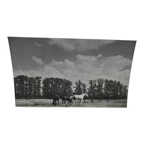 Unpublished Dutch Waffen SS Volunteer Legion - Avegoor Training Center 1943 Photograph