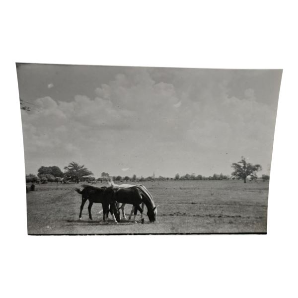 Unpublished Dutch Waffen SS Volunteer Legion - Avegoor Training Center 1943 Photograph