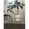 Image 2 : Ficus rubber tree with the stand