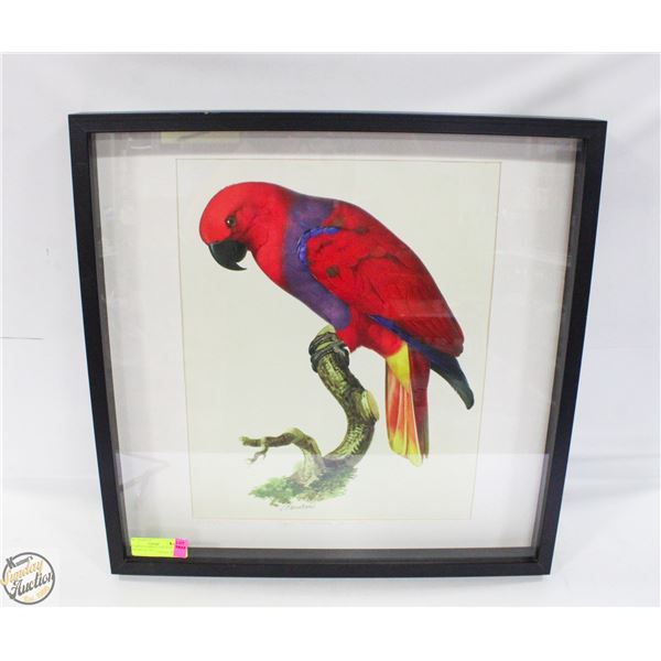 “ECLECTUS PARROT” (JACQUES BARRABAND 1805)
