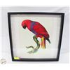 Image 1 : “ECLECTUS PARROT” (JACQUES BARRABAND 1805)