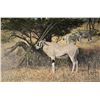 Image 1 : Norman Adams, framed oil on canvas painting titled on verso "Oryx Gazella, Kenya '82", 24" X 36"