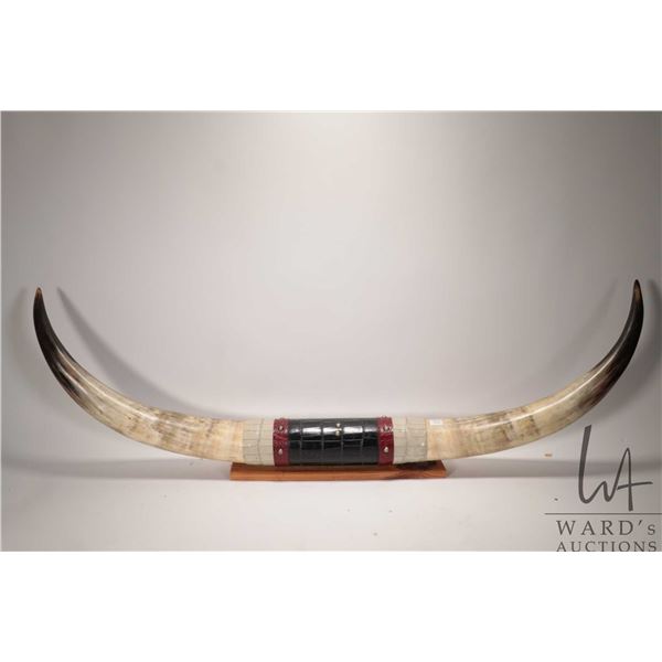 Mounted Texas Longhorns, 48" tip to tip