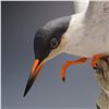 Image 2 : Boehm Porcelain Figurine, Common Tern 497