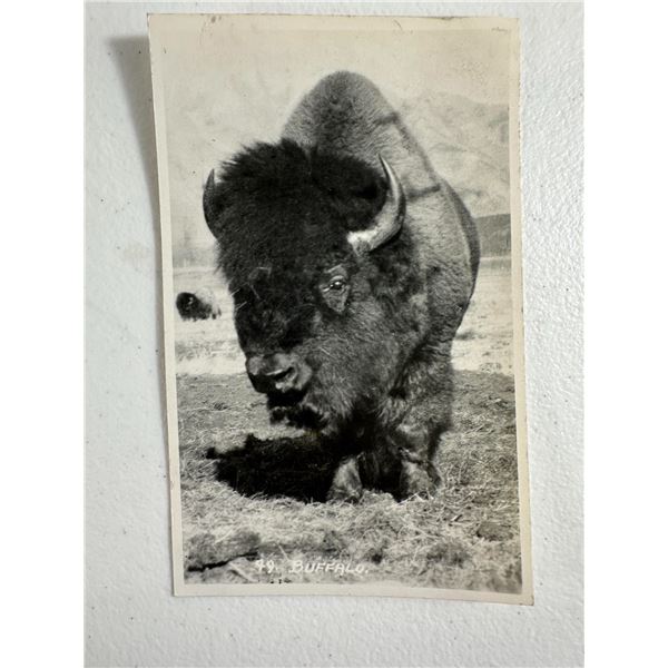 Real Photo Postcard   Buffalo, Early Canadian Wildlife Image