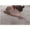Image 6 : MF 62 3 furrow, 3pth plow, made in Canada