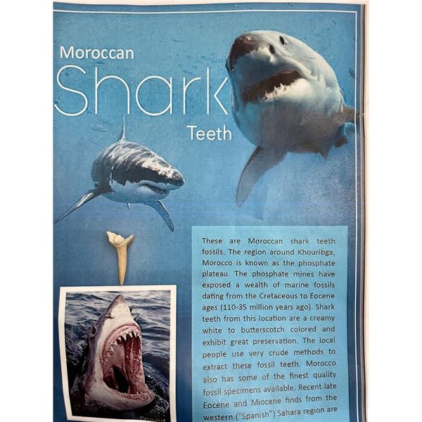 Moroccan Shark Tooth fossil