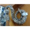 Image 1 : Rattlesnake Taxidermy