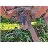 Image 20 : Farmall M tractor c/w belt pulley, 540 PTO, not running