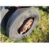 Image 7 : Farmall M tractor c/w belt pulley, 540 PTO, not running