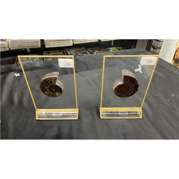 2 AMMONITE FOSSIL DISPLAYS