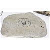 Image 3 : LOT OF ANIMAL THEMED DECOR ITEMS