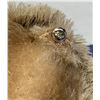 Image 4 : Vintage Very Rare Steiff 1950's Nagy Beaver 7" Airbrushed Mohair Orig. Ear Tag!