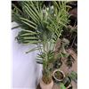 Image 4 : * (3) Artificial Plants - Largest 5.5' High - Pickup Only