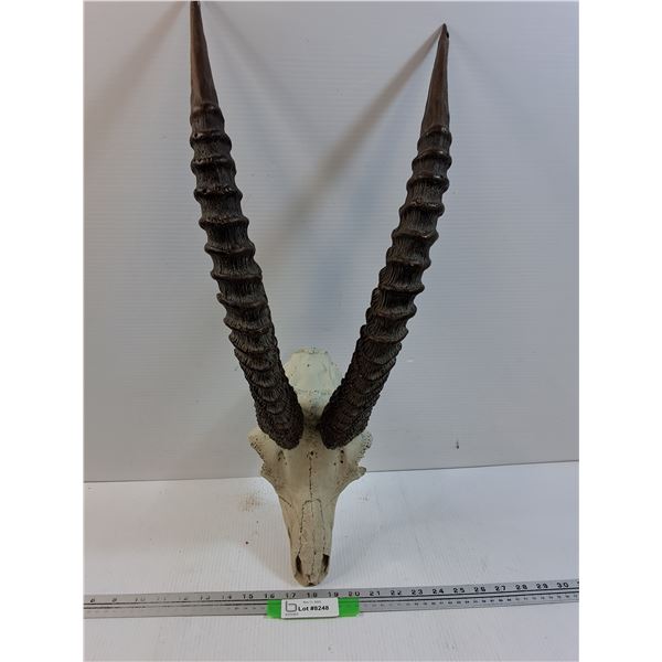 Resin Cast Antelope Style Decor Skull - 26" x 10" - Preferred Pick-Up