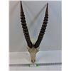 Image 1 : Resin Cast Antelope Style Decor Skull - 26" x 10" - Preferred Pick-Up