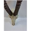 Image 2 : Resin Cast Antelope Style Decor Skull - 26" x 10" - Preferred Pick-Up