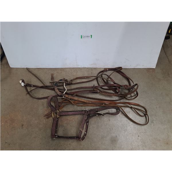 Halter, Bridle, Reins